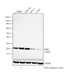 SOD2 Antibody in Western Blot (WB)