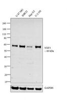 NXF3 Antibody in Western Blot (WB)