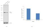 NXF3 Antibody in Western Blot (WB)