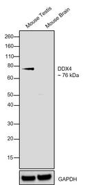 DDX4 Antibody