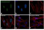 Methyl-p53 (Lys372) Antibody