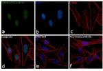 Methyl-p53 (Lys372) Antibody in Immunocytochemistry (ICC/IF)