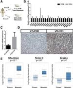 CBX2 Antibody in Immunohistochemistry (IHC)