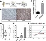 CBX2 Antibody in Immunohistochemistry (IHC)