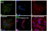 MSI2 Antibody in Immunocytochemistry (ICC/IF)