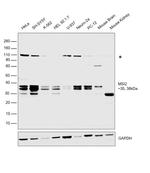 MSI2 Antibody in Western Blot (WB)