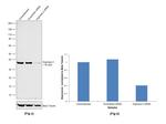 Arginase 2 Antibody