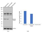 PRAS40 Antibody in Western Blot (WB)