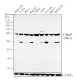 STRAP Antibody in Western Blot (WB)