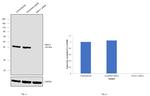 GNA11 Antibody in Western Blot (WB)