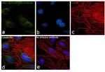 RAB11B Antibody in Immunocytochemistry (ICC/IF)