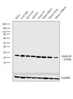 RAB11B Antibody in Western Blot (WB)