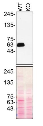 SMOC1 Antibody in Western Blot (WB)