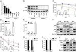 ZC3HAV1 Antibody in Western Blot (WB)