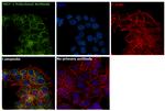 TRIT1 Antibody in Immunocytochemistry (ICC/IF)