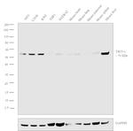 TRIT1 Antibody in Western Blot (WB)