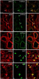 OXR1 Antibody in Immunohistochemistry (IHC)