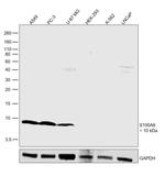 S100A6 Antibody in Western Blot (WB)