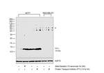 TFF1 Antibody