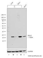 ISG15 Antibody in Western Blot (WB)