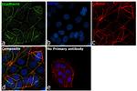 E-cadherin Antibody in Immunocytochemistry (ICC/IF)