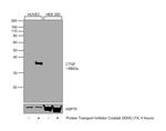 CTGF Antibody