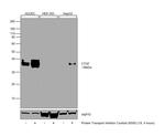 CTGF Antibody in Western Blot (WB)