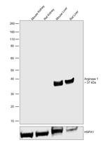 Arginase 1 Antibody in Western Blot (WB)