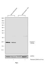 Caveolin 1 Antibody in Western Blot (WB)