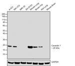 Caveolin 1 Antibody in Western Blot (WB)