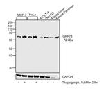 GRP78 Antibody