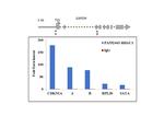 HDAC1 Antibody in ChIP Assay (ChIP)