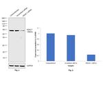 HDAC1 Antibody in Western Blot (WB)