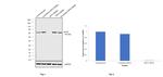 Cytokeratin 5 Antibody in Western Blot (WB)