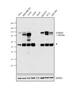 delta Catenin Antibody in Western Blot (WB)