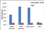 STAT6 Antibody in ChIP Assay (ChIP)