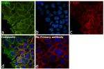 ITGB1 Antibody in Immunocytochemistry (ICC/IF)