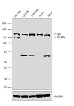 ITGB1 Antibody in Western Blot (WB)