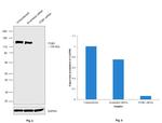 ITGB1 Antibody in Western Blot (WB)