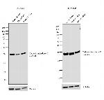 Carbonic Anhydrase II Antibody