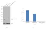 Carbonic Anhydrase II Antibody in Western Blot (WB)