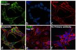 CXCR1 Antibody