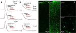 KCNN4 Antibody in Immunohistochemistry (IHC)