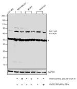 SLC11A2 Antibody in Western Blot (WB)