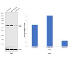 TFEB Antibody