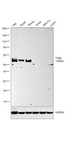 TFEB Antibody