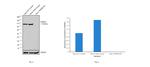 TRIM28 Antibody in Western Blot (WB)