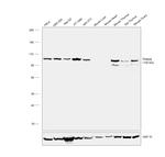 TRIM28 Antibody in Western Blot (WB)