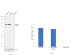 TRIM28 Antibody in Western Blot (WB)