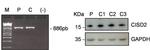 CISD2 Antibody in Western Blot (WB)